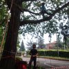 Treeclimbing 2016
